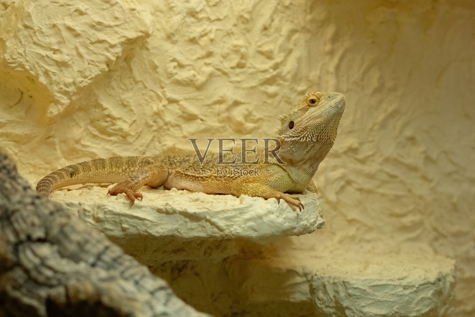 一条中央胡须龙在岩石栖息地的选择性聚焦镜头照片摄影图片