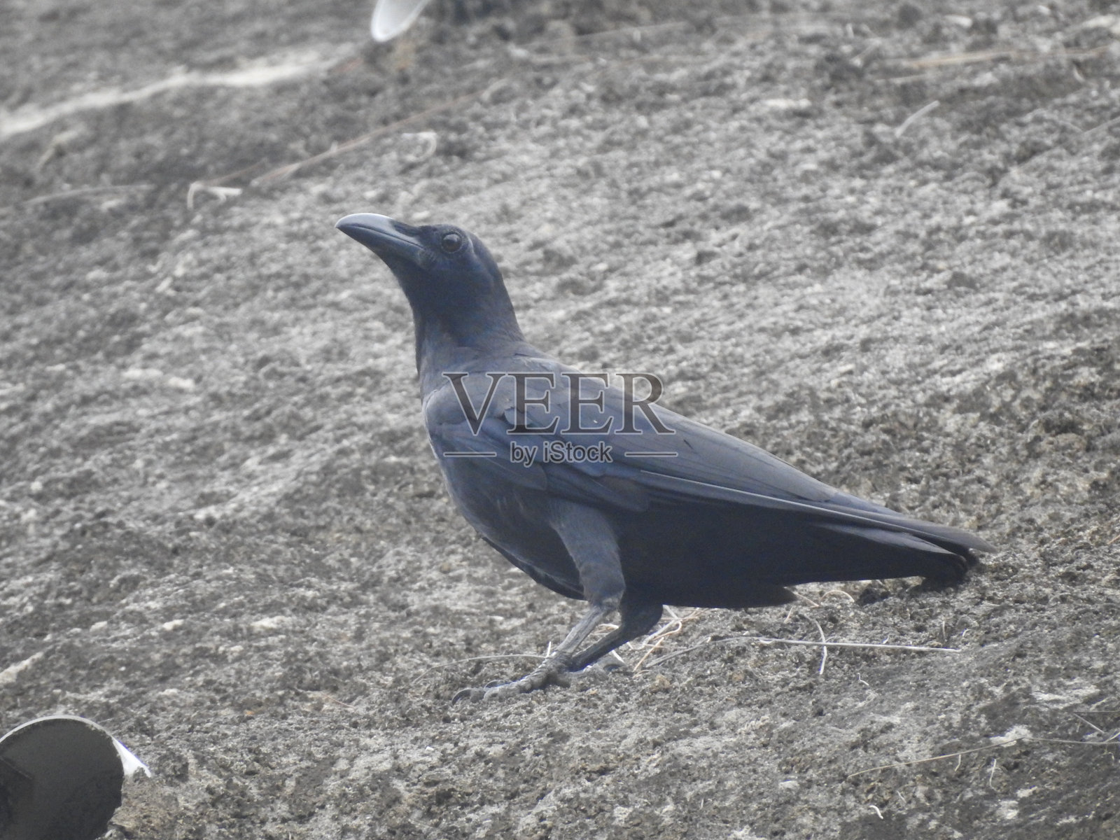 乌鸦座enca照片摄影图片