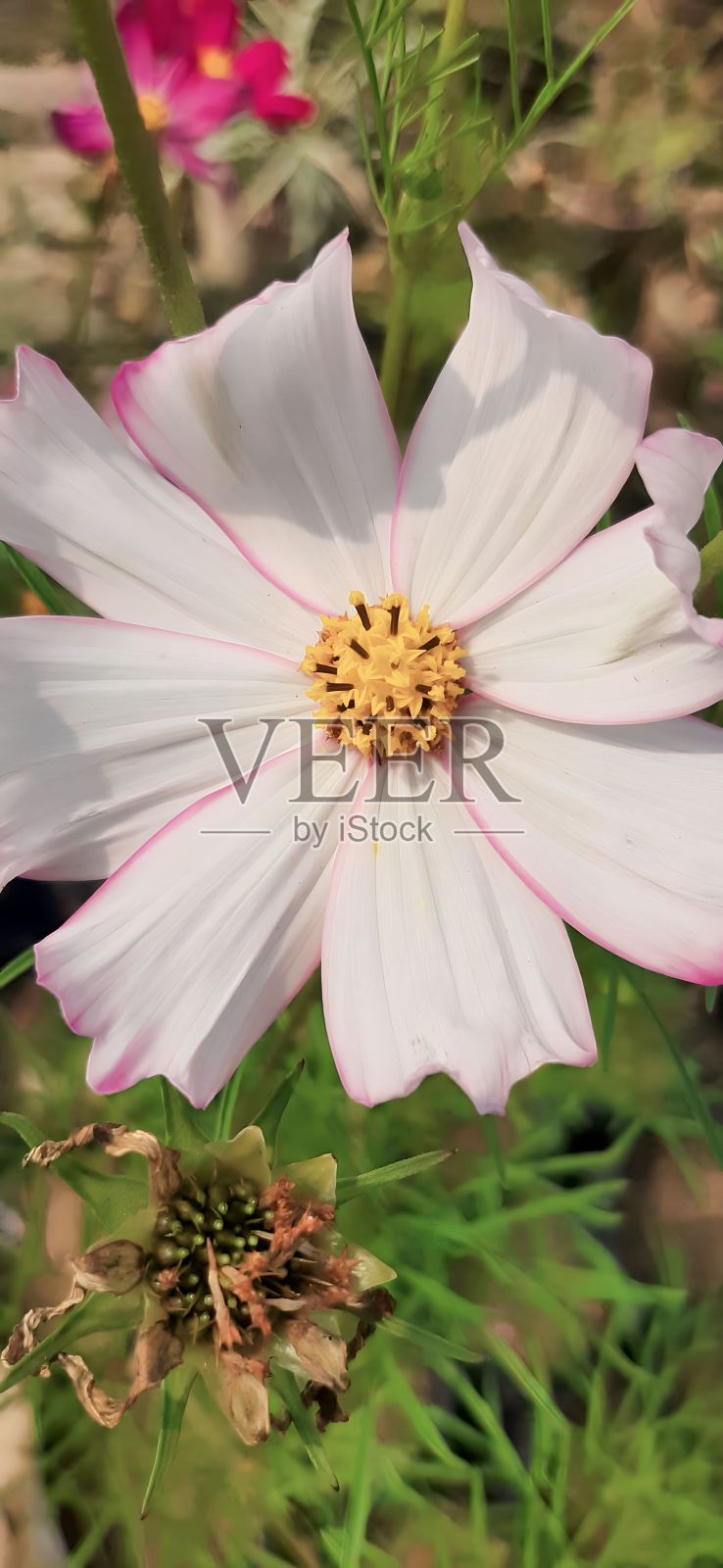 生机勃勃的白色和粉红色的梅菲尔德花生长在一个郁郁葱葱的绿色花园照片摄影图片