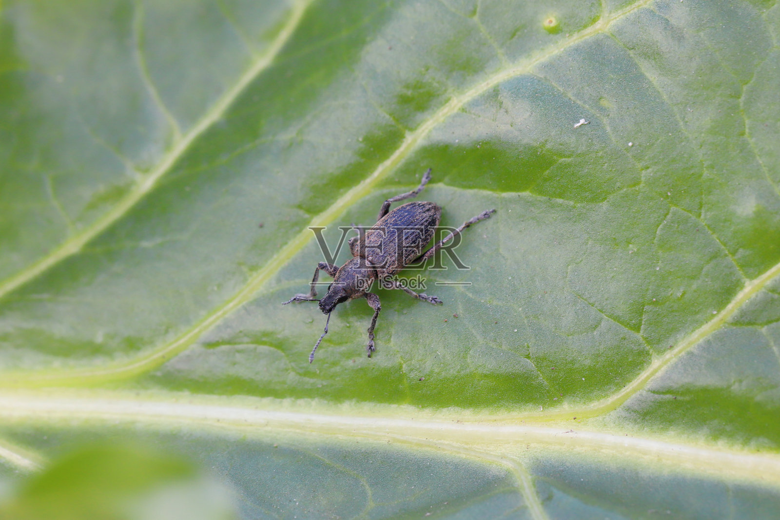 甜菜叶象鼻虫(Tanymecus palliatus)，坐在叶子上。甜菜、饲料甜菜和红甜菜的常见害虫。照片摄影图片