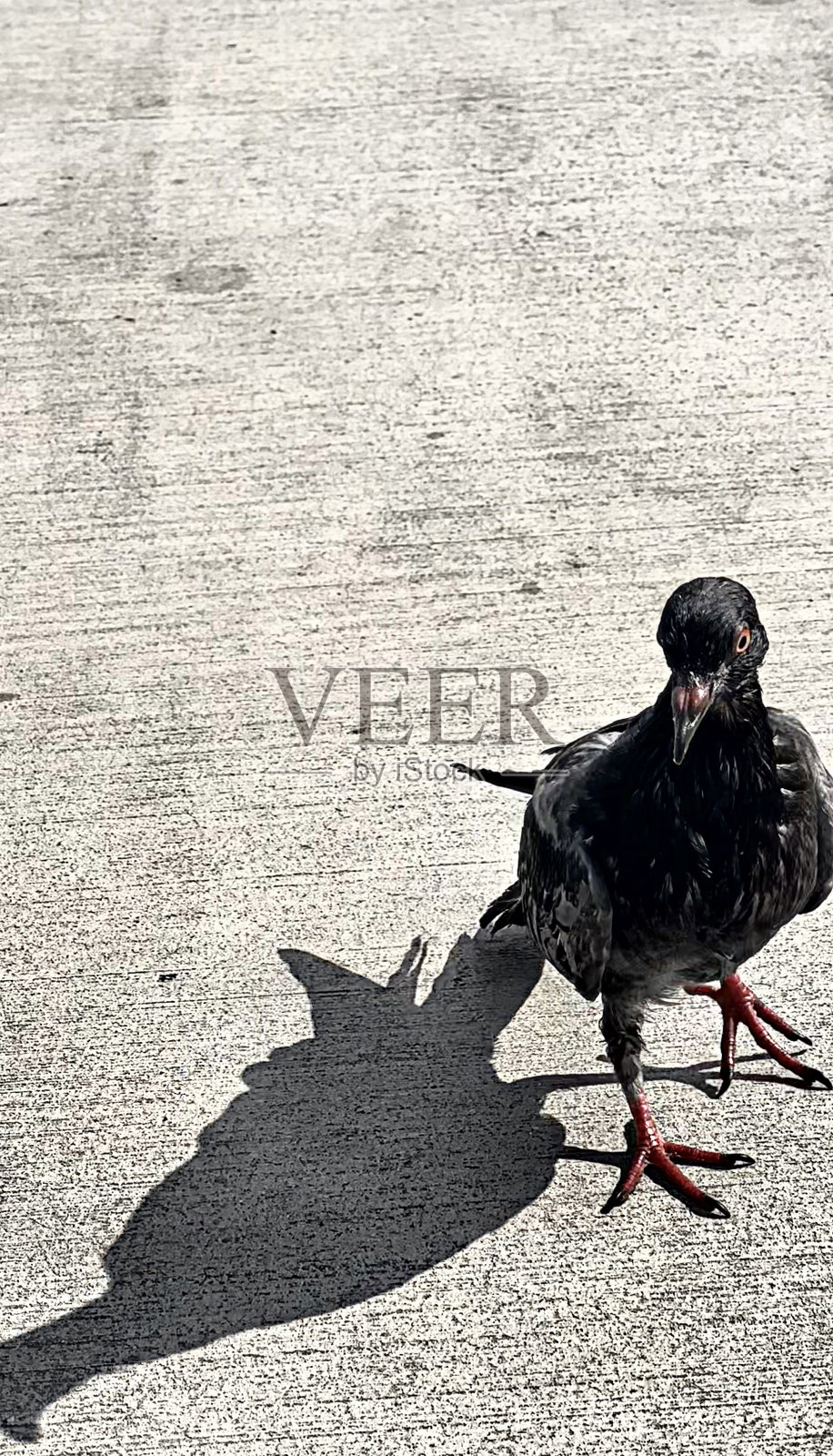 单鸟黑鸽城市野生动物复制空间人行道上的光影照片摄影图片