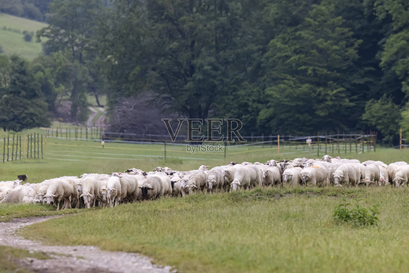斯洛伐克穆兰斯卡平原国家公园里的羊群照片摄影图片
