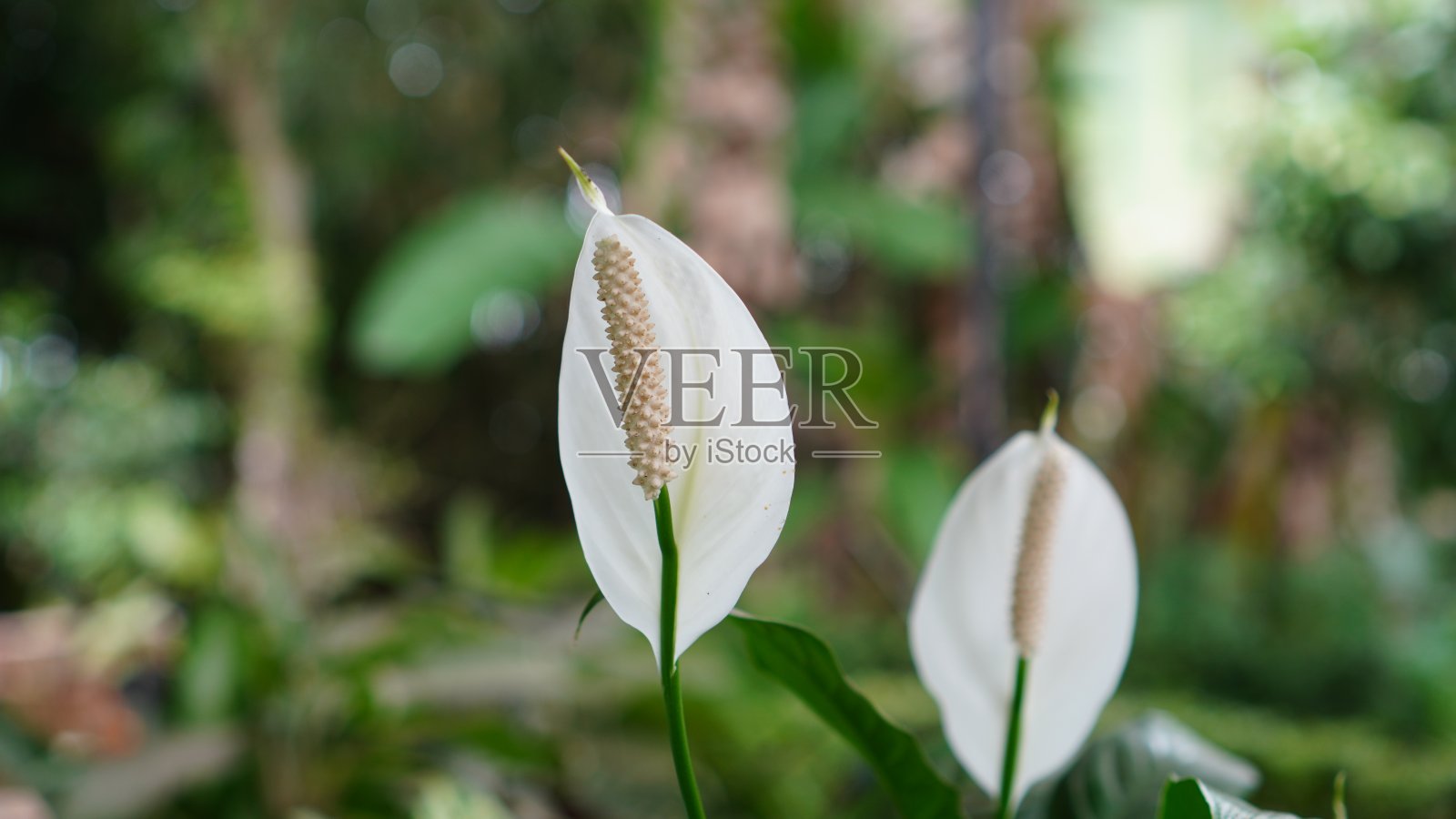 和平莲照片摄影图片