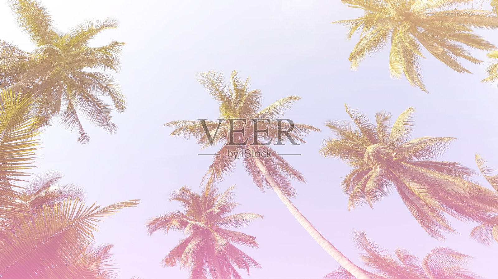 夏天以丰富多彩的主题为背景，以棕榈树为纹理框架背景照片摄影图片