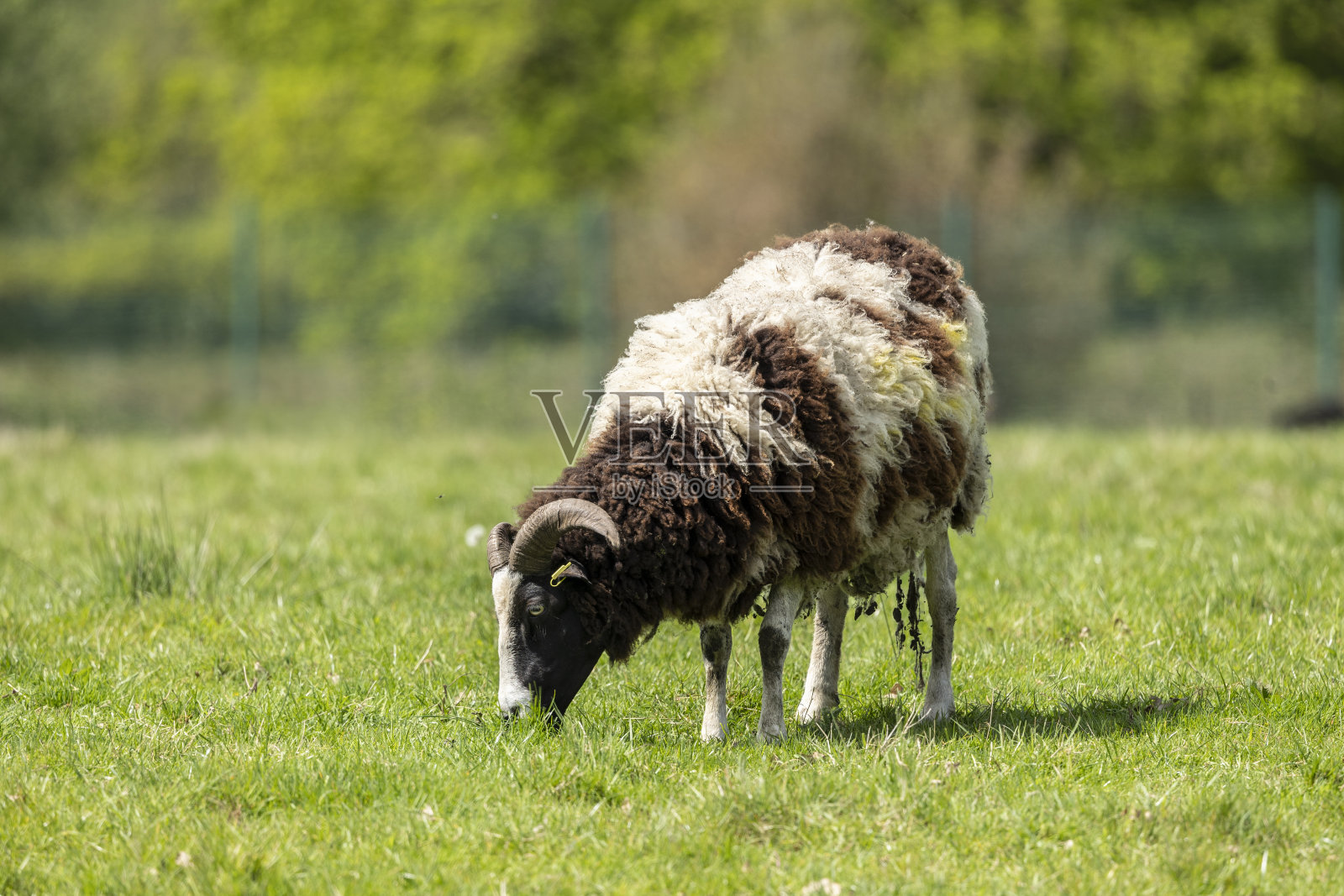 雅各羊在他们的围场里吃草繁殖照片摄影图片