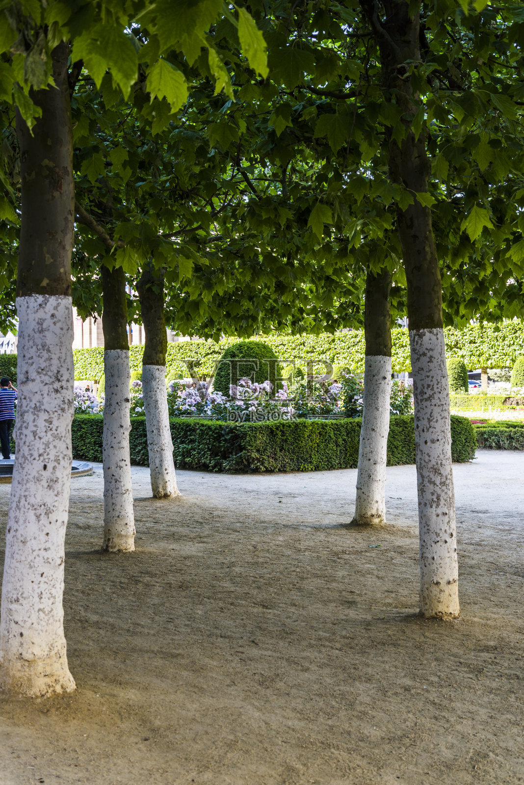 公园里的树照片摄影图片