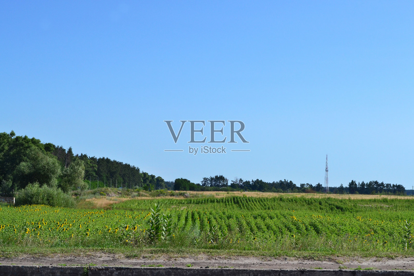 蓝色的早晨天空和向日葵盛开的田野照片摄影图片