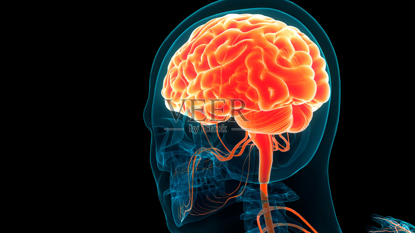 人类神经系统中枢器官脑解剖学照片摄影图片