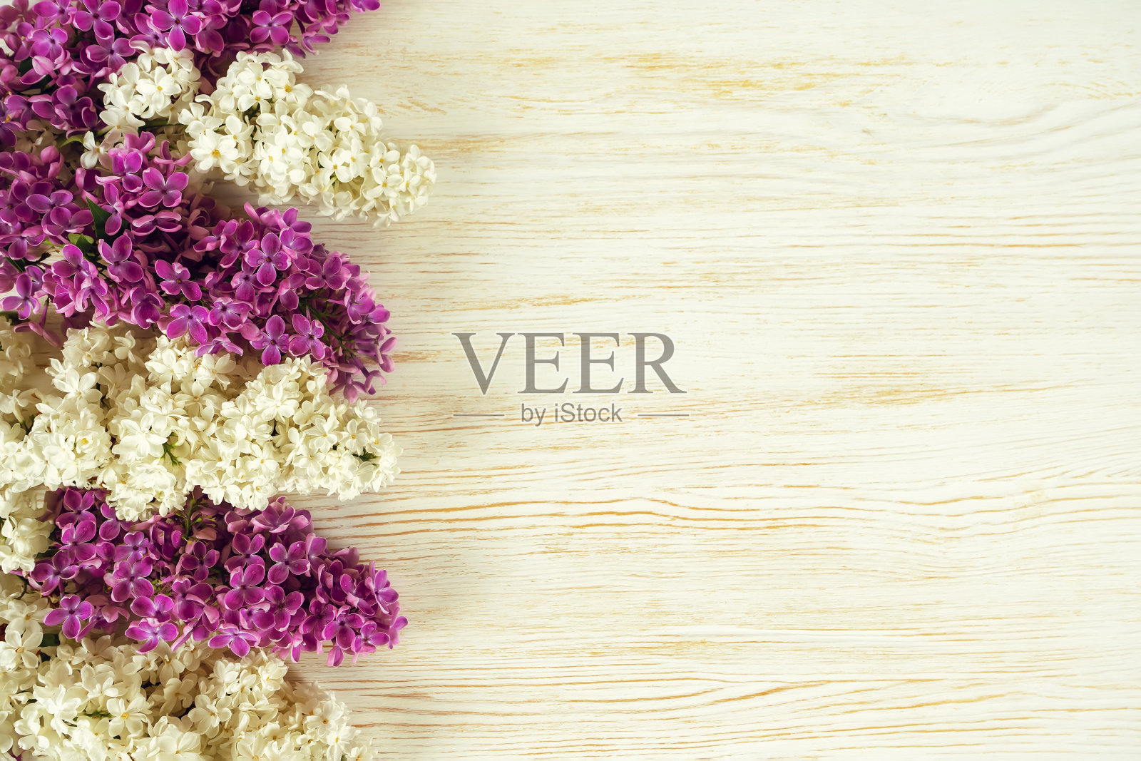 美丽的盛开的紫色和白色丁香花在白色的木制背景。春天的模板。照片摄影图片