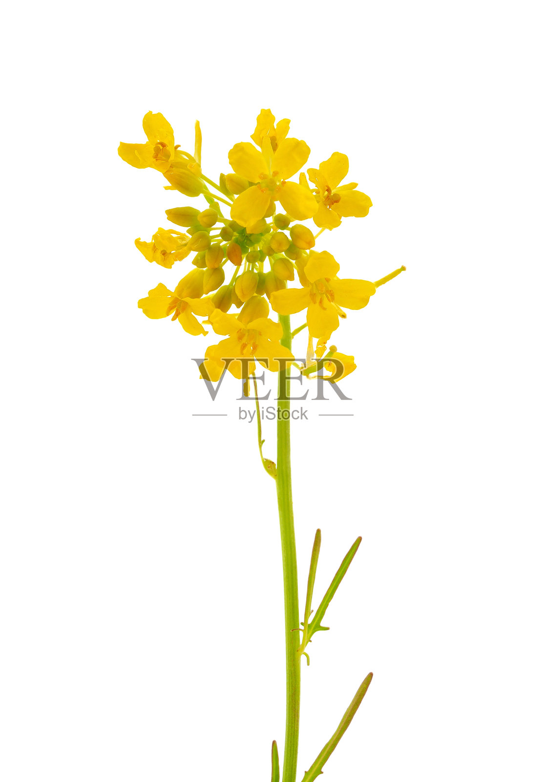 小风滚草芥菜花，孤立在白色背景上，西茜草照片摄影图片