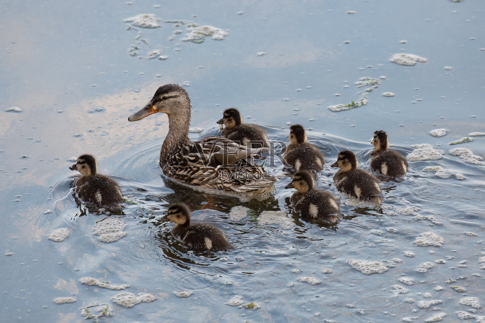鸭妈妈带着小鸭子游走了照片摄影图片
