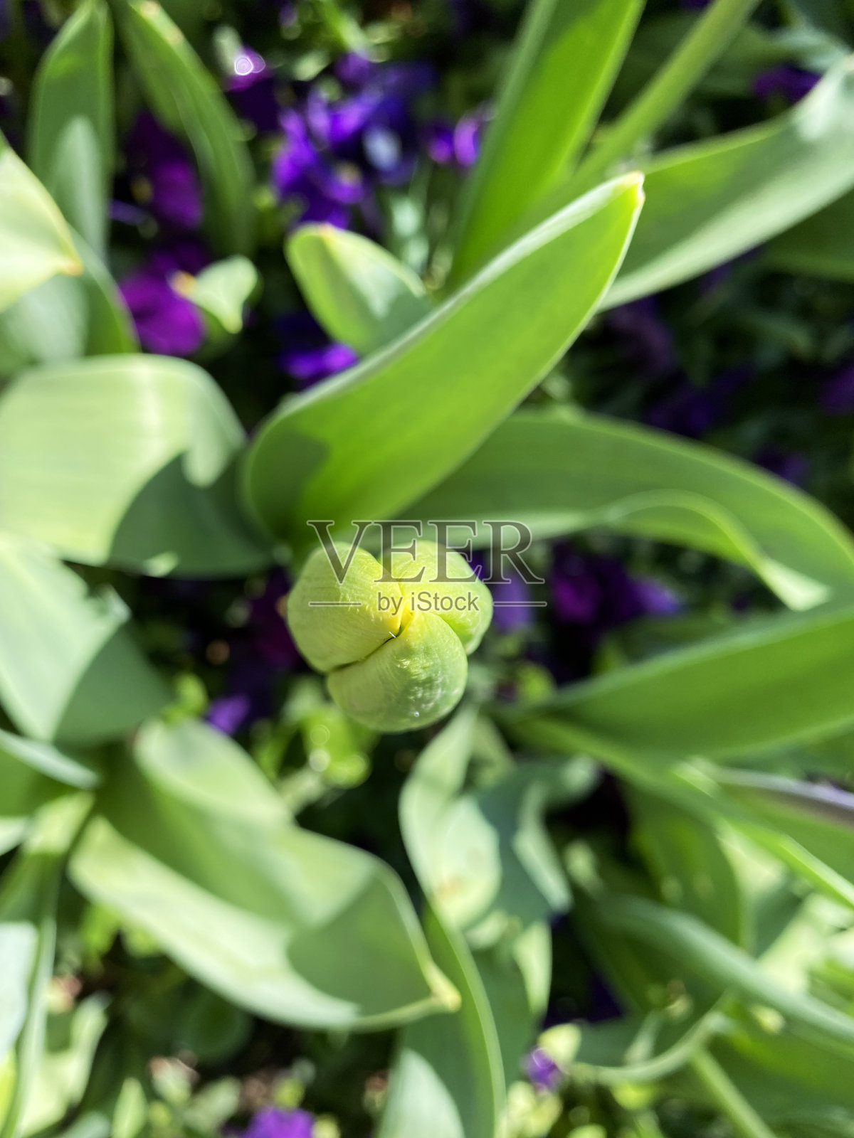 从顶部看，一朵红色郁金香的花蕾紧紧地闭合着，春天来临时，花蕾即将开放。紫色的紫罗兰出现在地上照片摄影图片