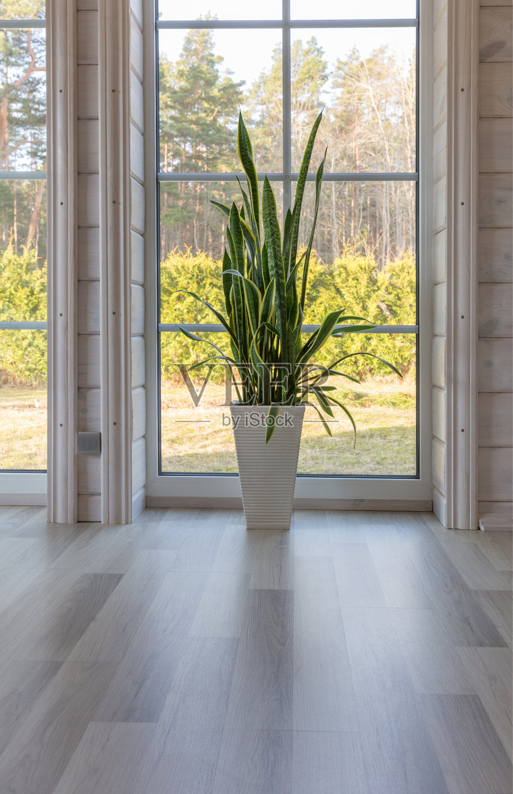 明亮的照相馆室内，大窗户，高天花板，白色木地板照片摄影图片