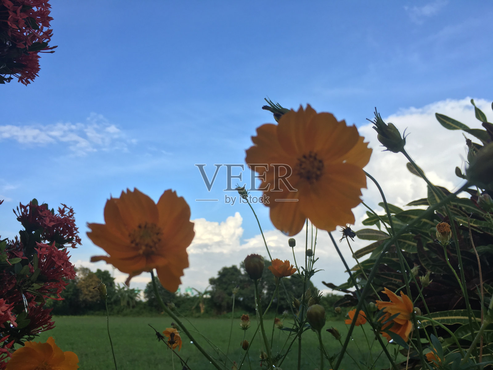 植物上的花照片摄影图片