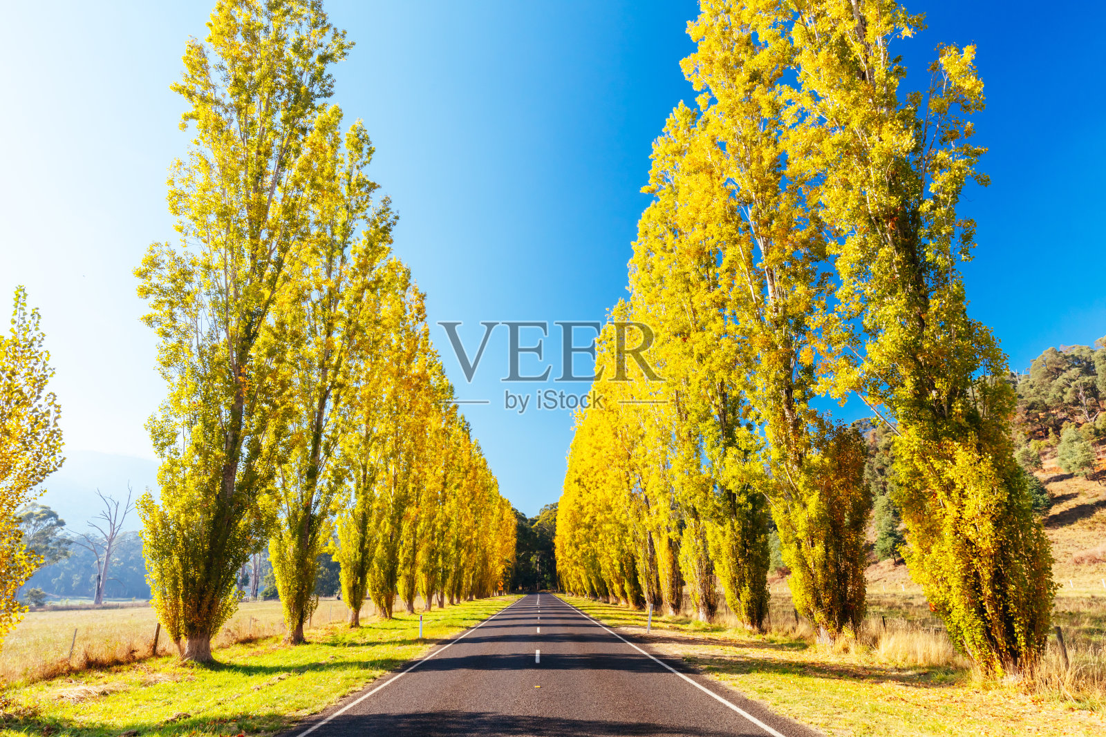 澳大利亚马里斯维尔的古尔德纪念大道照片摄影图片