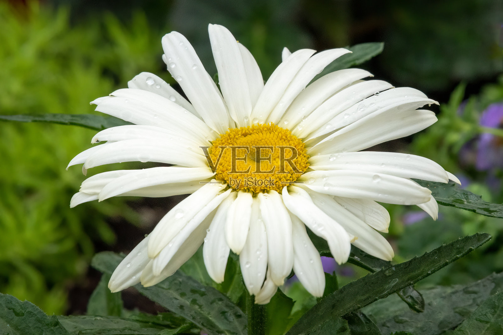 白色的雏菊照片摄影图片