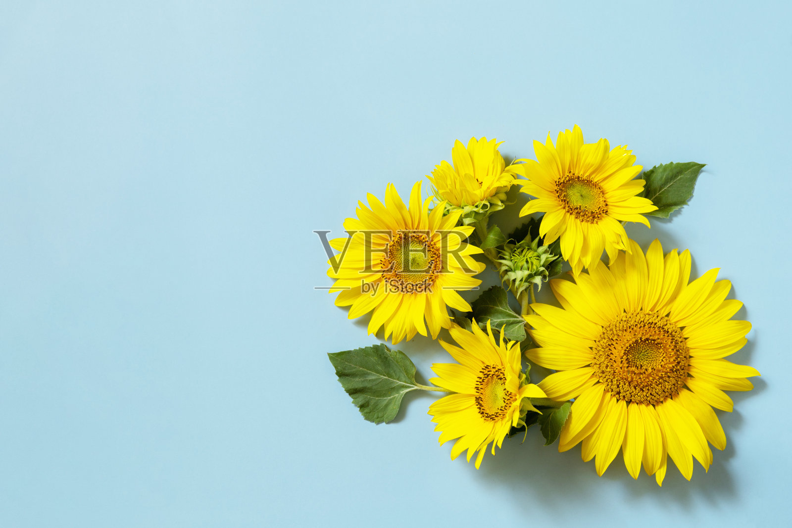 贺卡模板。美丽的向日葵在柔和的蓝色背景。从以上观点。副本的空间。照片摄影图片