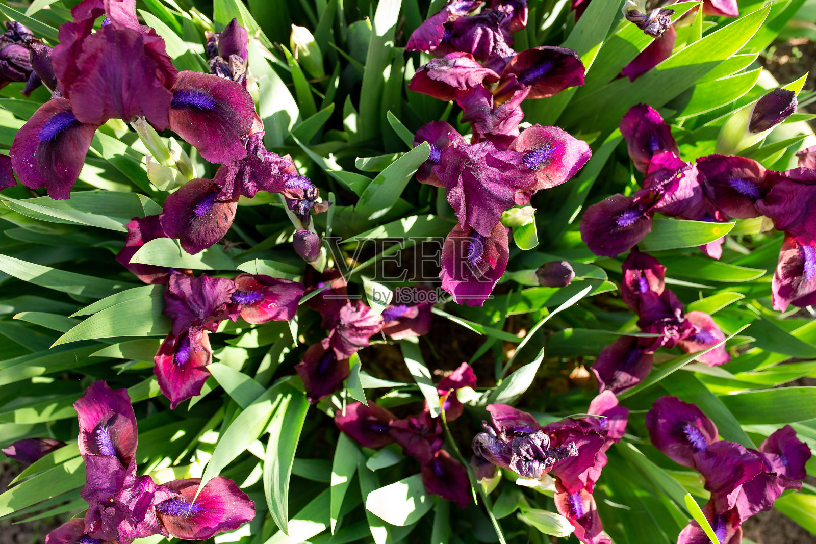 背景背景紫色花小公鸡鸢尾花。从以上观点。绿色的树叶照片摄影图片