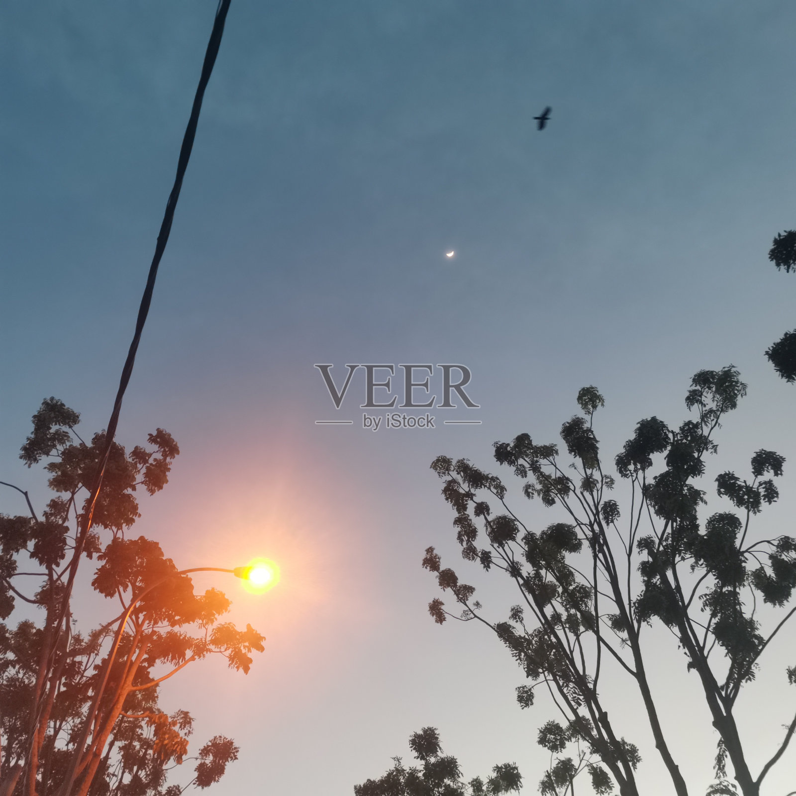 晚上的路灯、月亮和一只鸟照片摄影图片