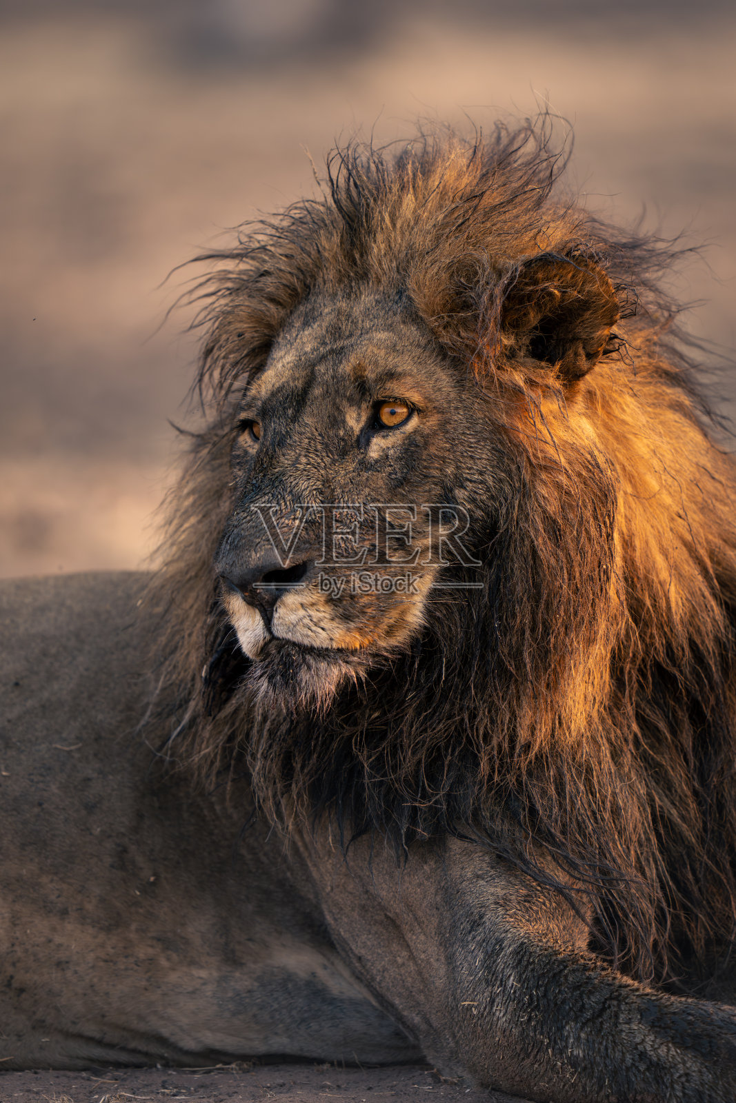雄性狮子全身泥浆的特写照片摄影图片
