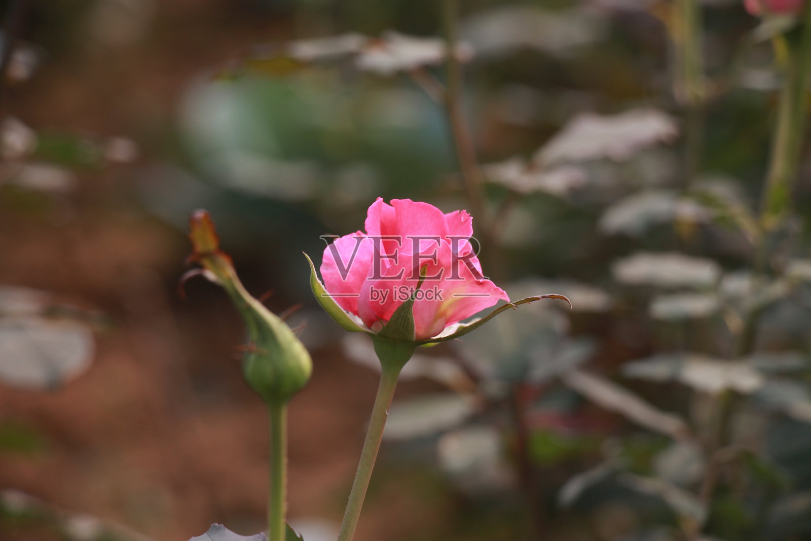粉色玫瑰照片摄影图片