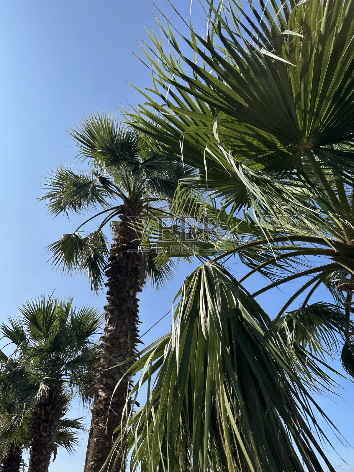 棕榈照片摄影图片