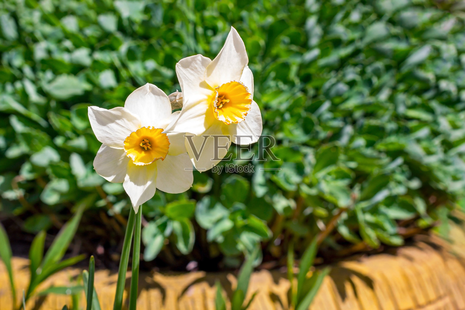 春天的花园，绿草背景上盛开着新鲜的白色和黄色水仙花照片摄影图片