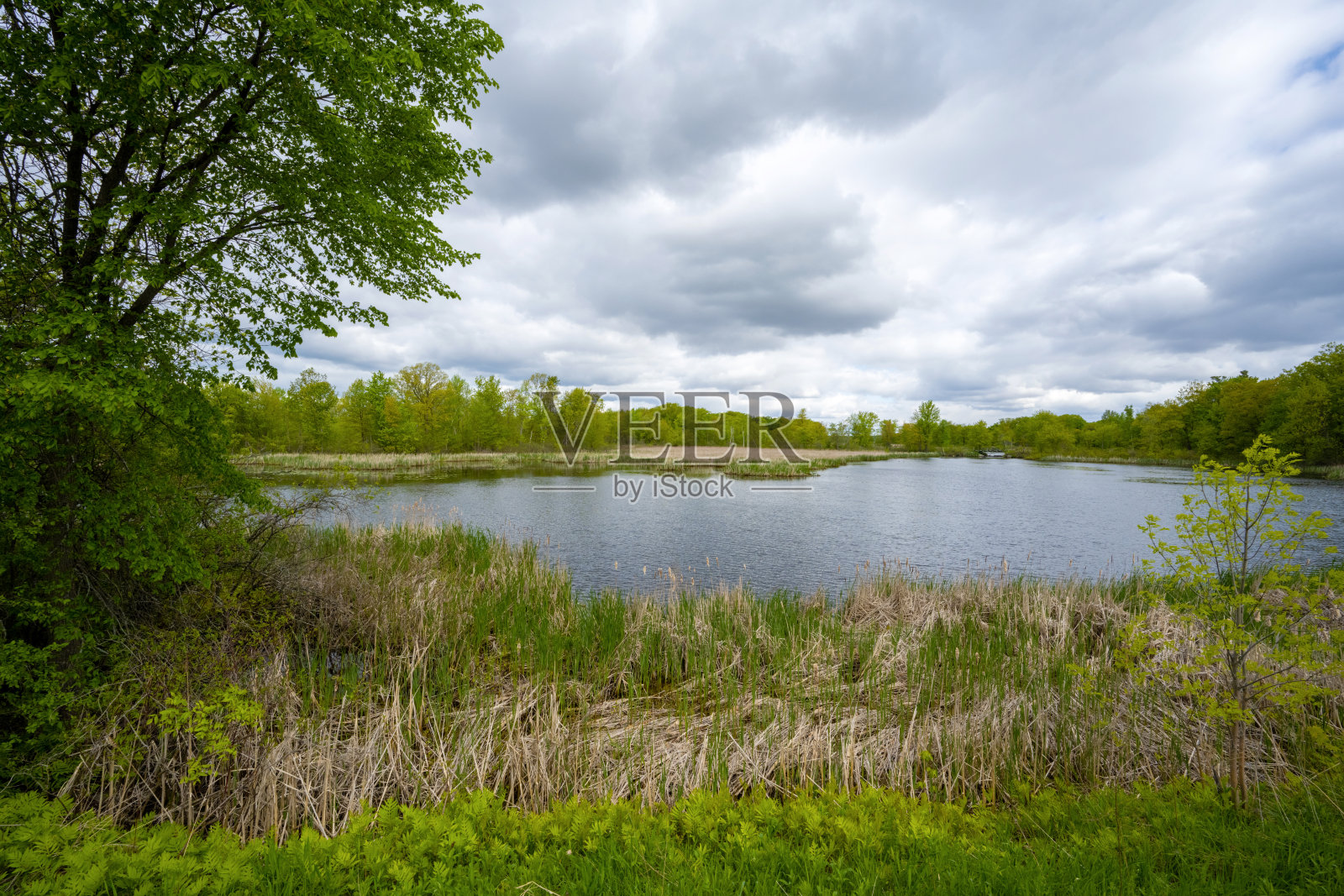 佛蒙特州北部的沼泽地区照片摄影图片