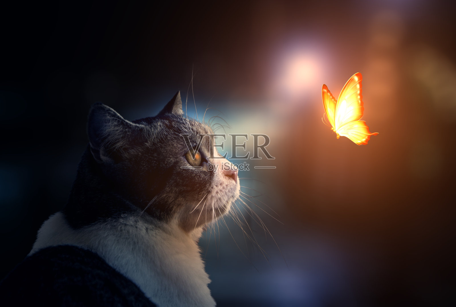 猫在注视着奇妙的光线和蝴蝶照片摄影图片