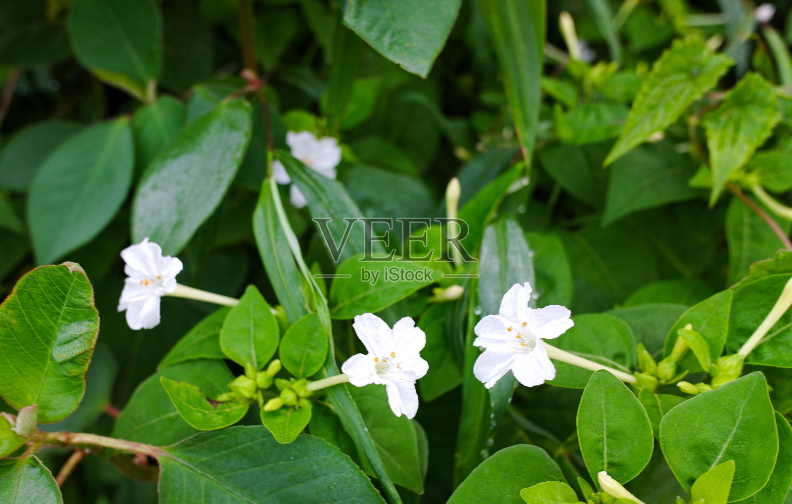 紫茉莉植物和花照片摄影图片