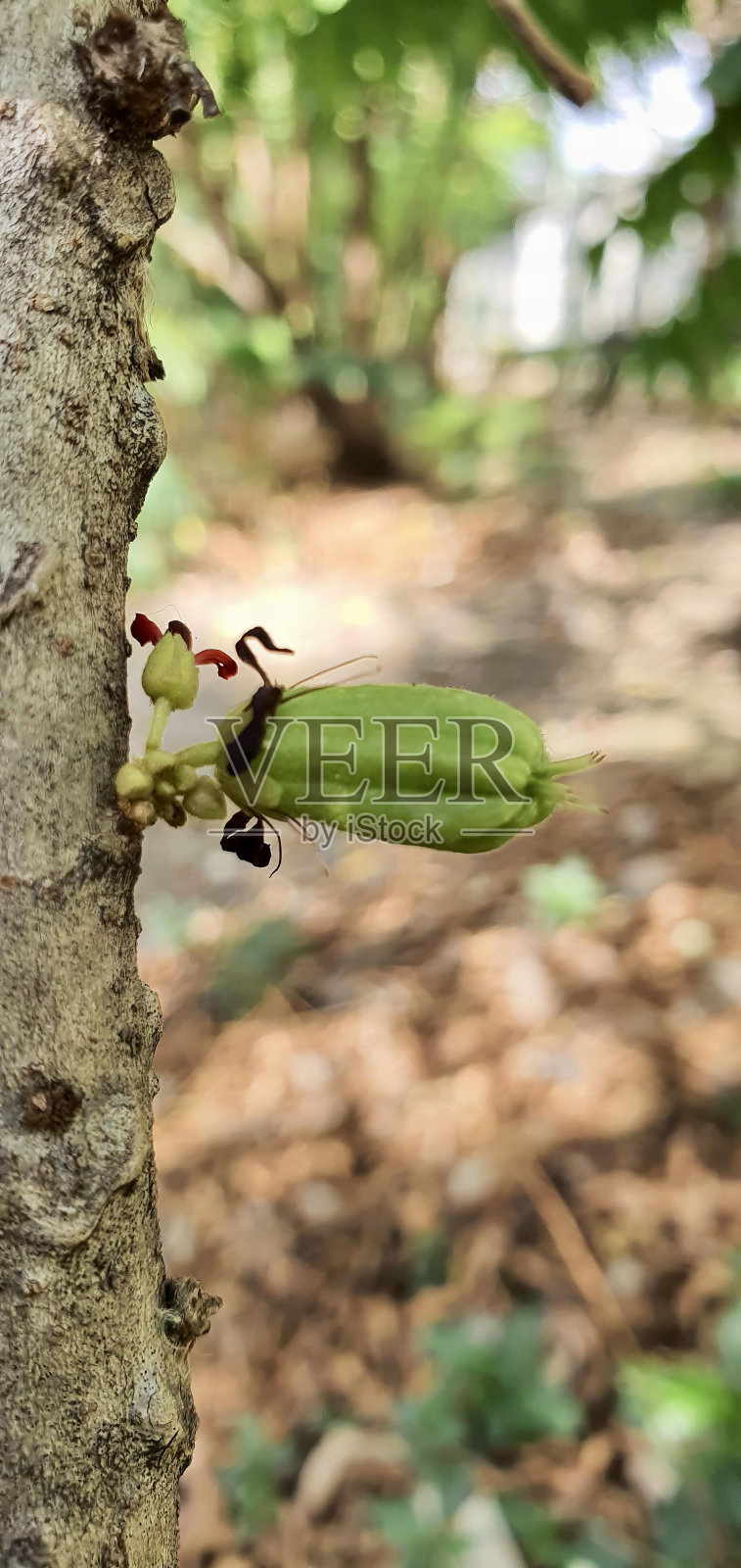 一张照片上有一只虫子在树上，背景是一片叶子，有一只虫子坐在树枝上。照片摄影图片