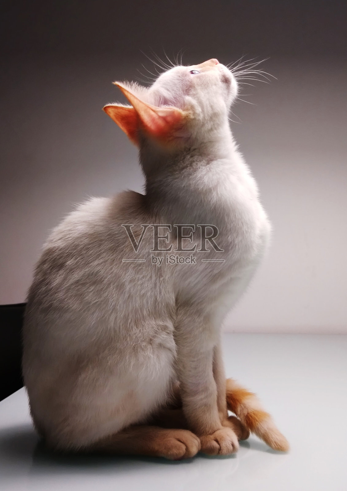 公寓里的猫照片摄影图片