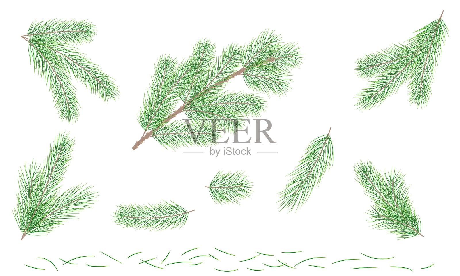 设青松枝。杉树树枝。向量插画图片素材