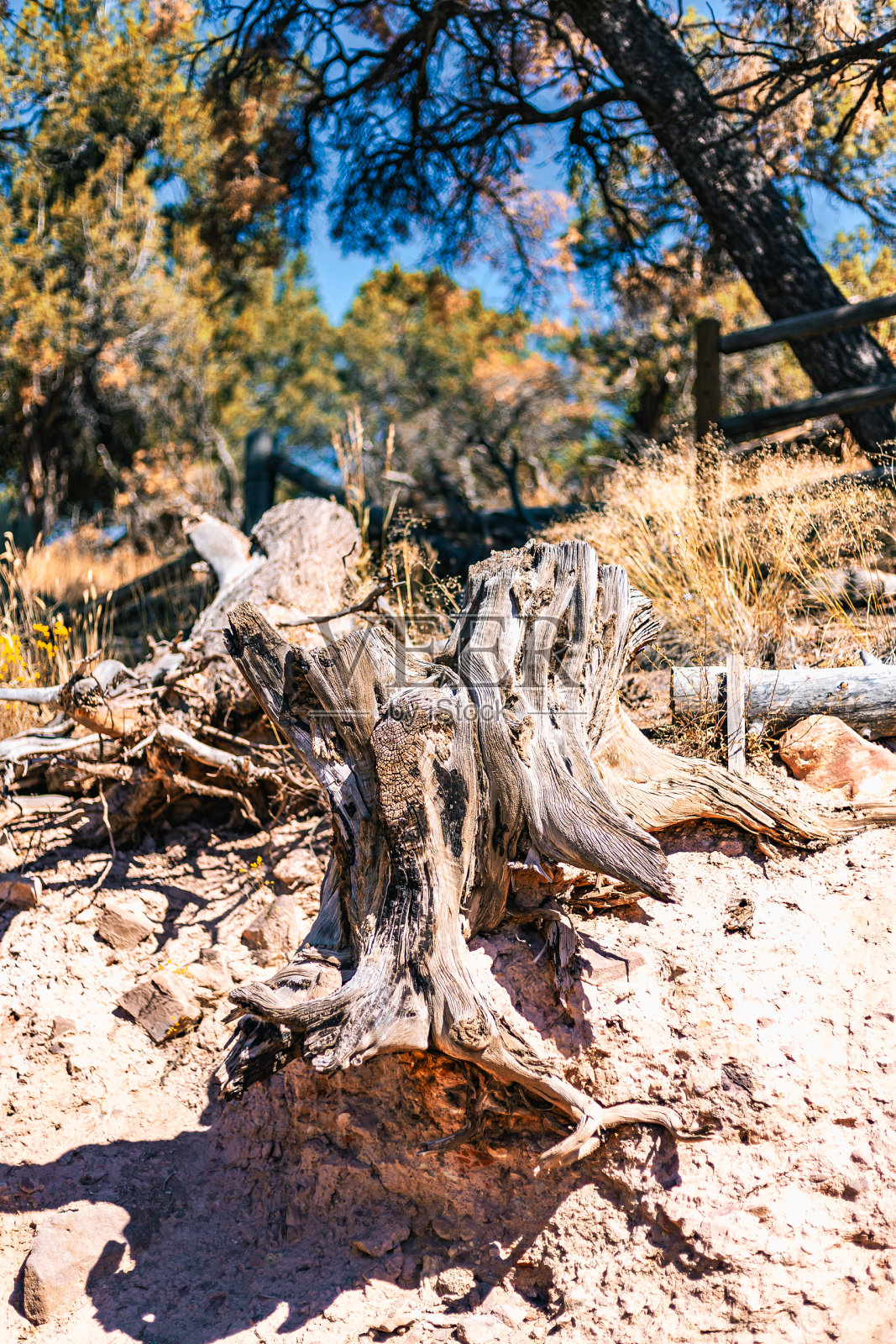 倒下的树照片摄影图片
