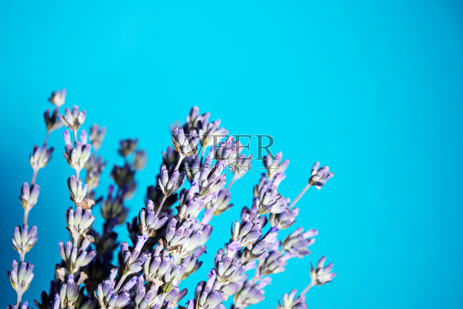 蓝色背景与小枝薰衣草照片摄影图片