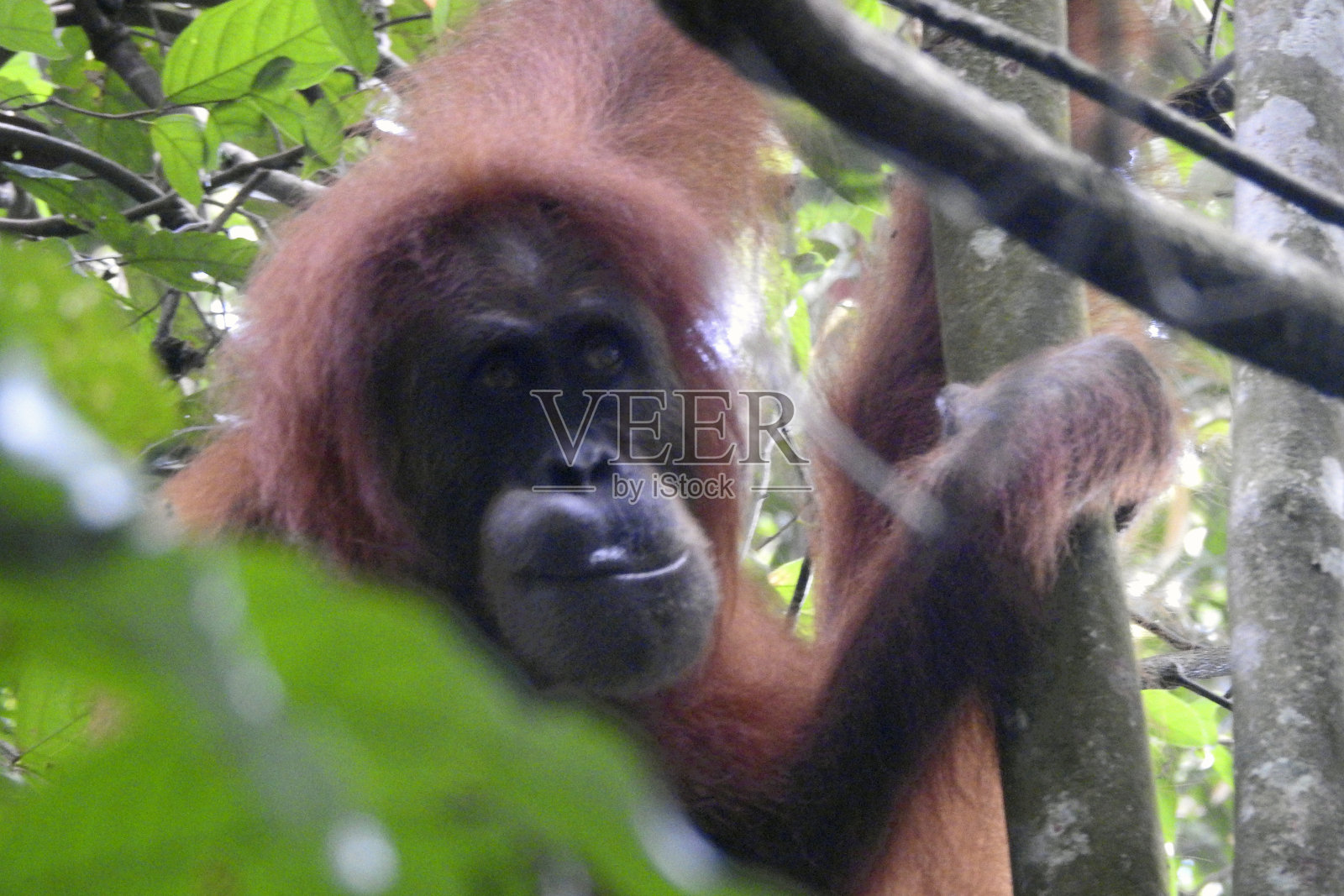 猩猩，Gunun Leuser Nat公园，武吉拉旺，苏门答腊岛，印度尼西亚照片摄影图片