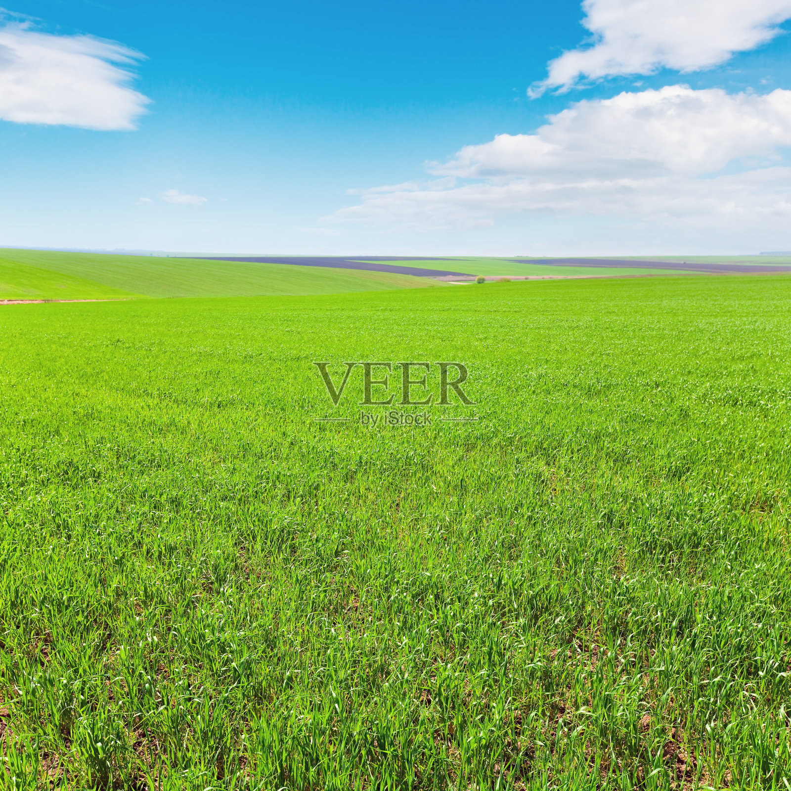 美丽的春小麦田照片摄影图片