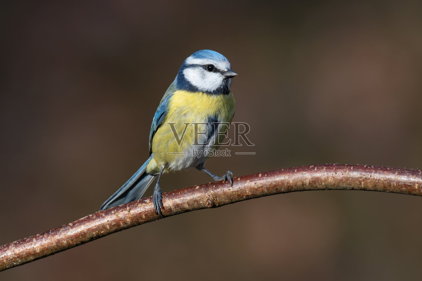 欧亚蓝山雀(蓝山雀)照片摄影图片