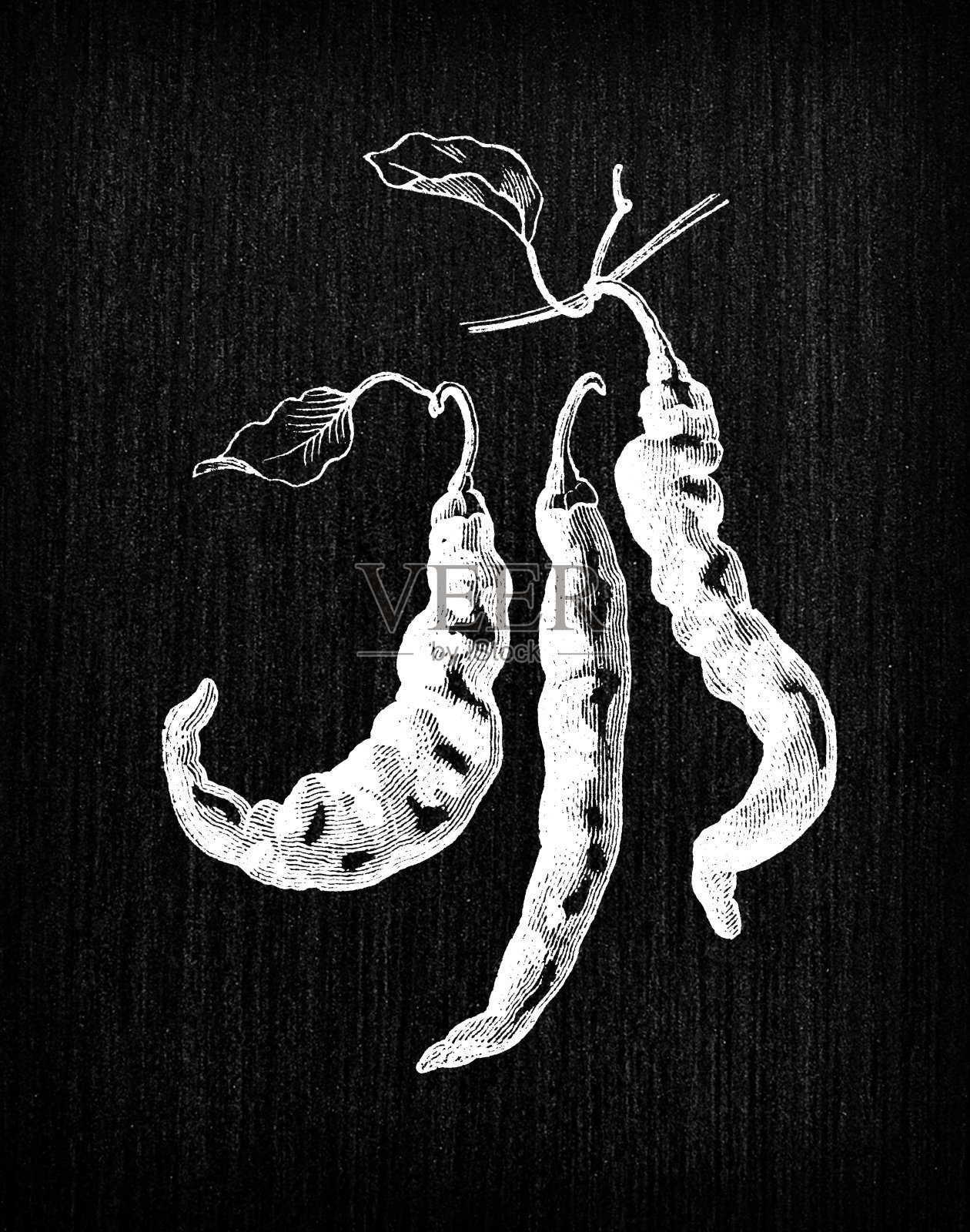 植物学蔬菜植物古董雕刻插图:辣椒插画图片素材