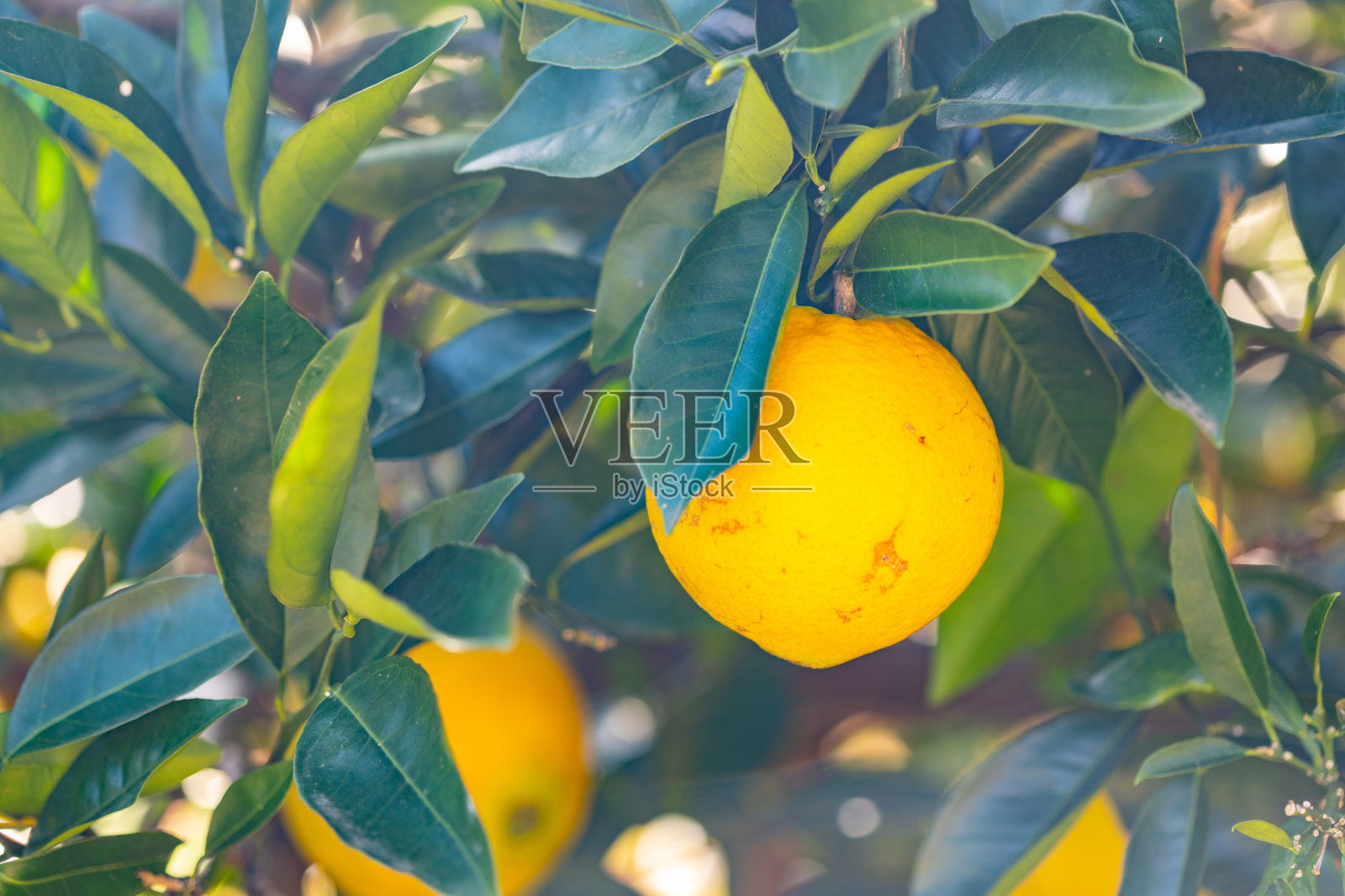 树上的橘子照片摄影图片