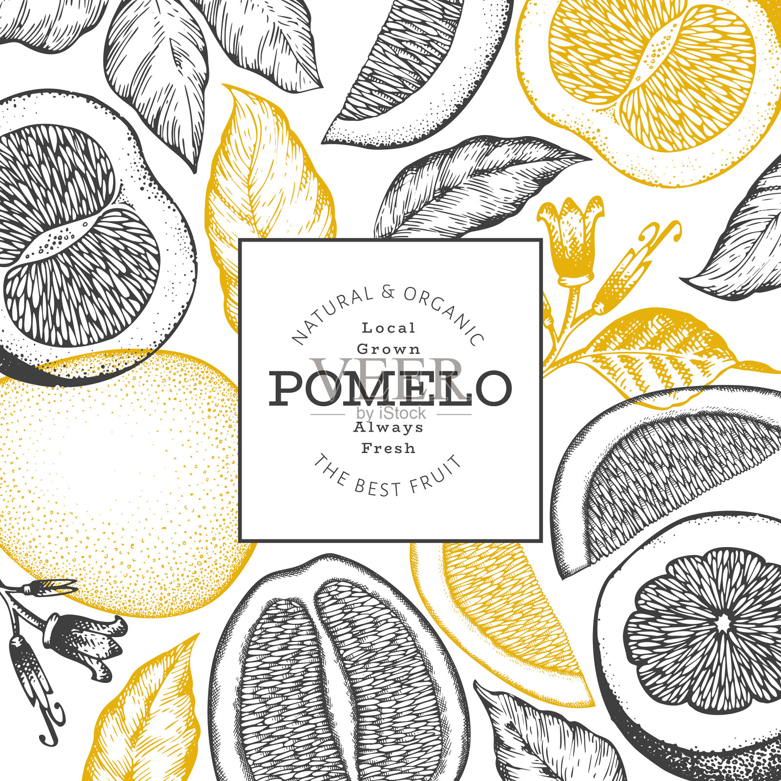 手绘素描风格的柚子旗帜有机插画图片素材