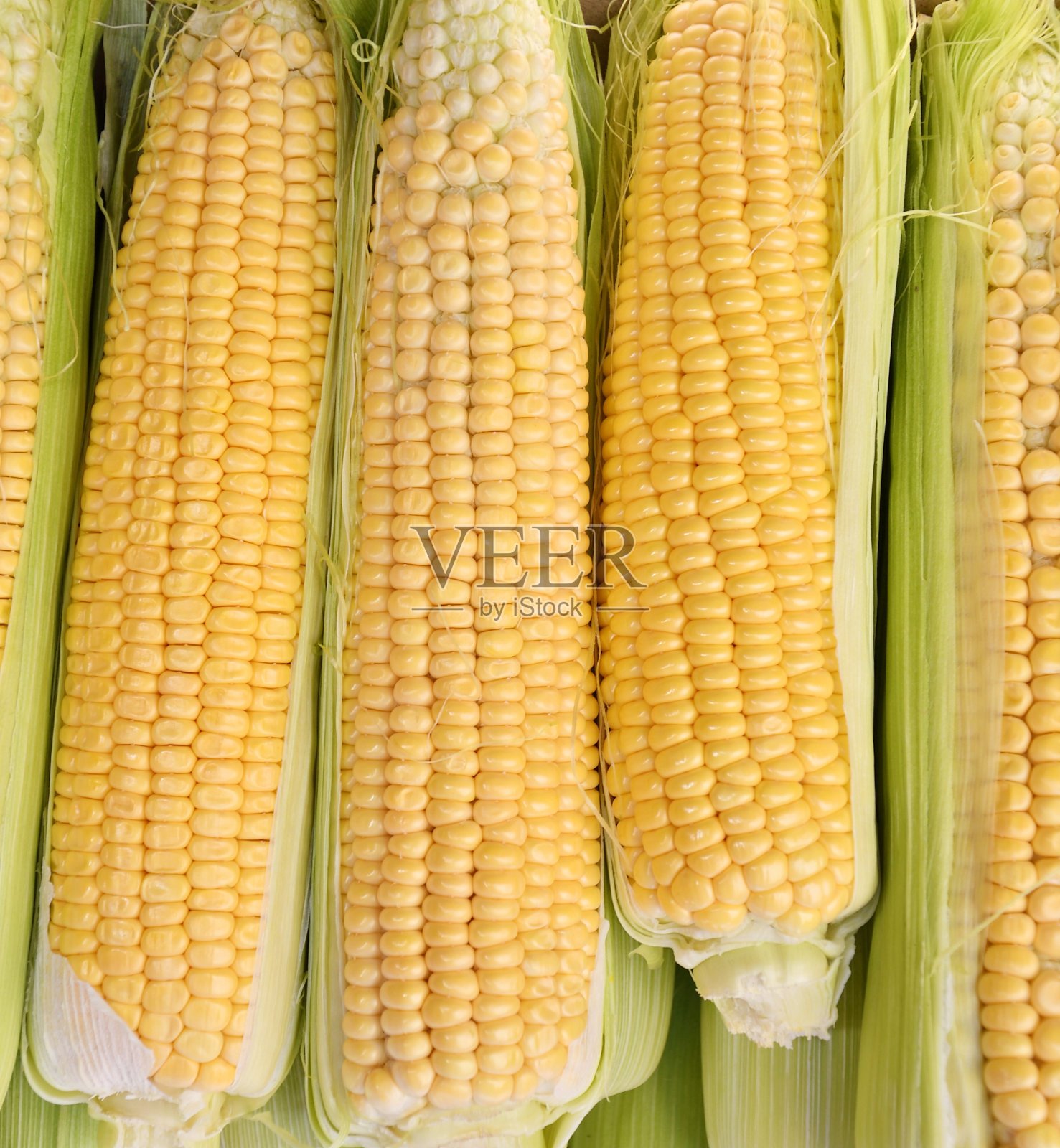 玉米或玉米(Lat。玉蜀黍)照片摄影图片