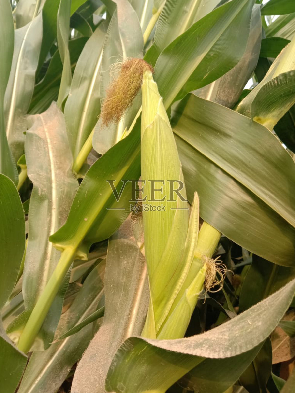 在巴基斯坦旁遮普，一种新的玉米种植在植物和绿叶上照片摄影图片