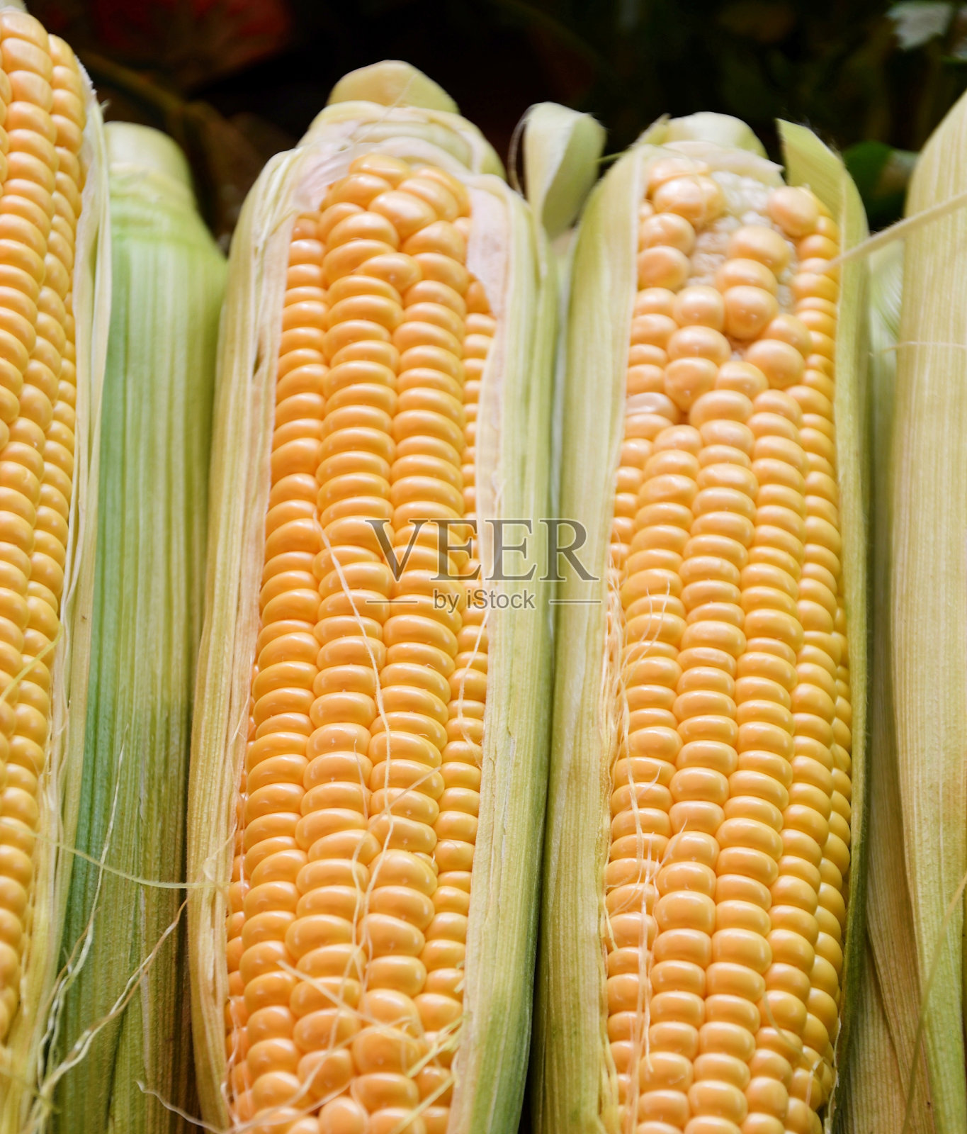 玉米或玉米(Lat。玉蜀黍)照片摄影图片