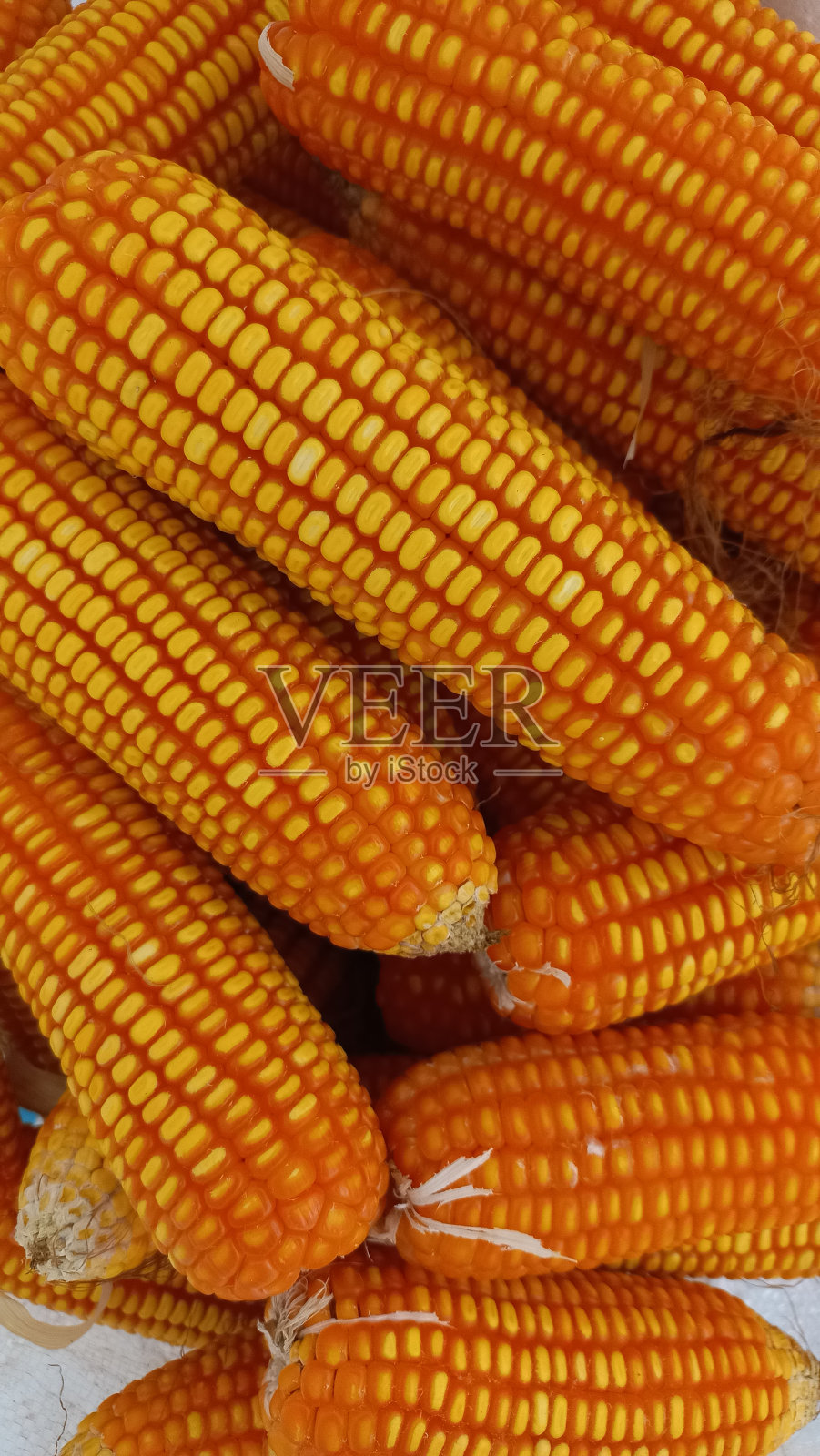 玉米照片摄影图片