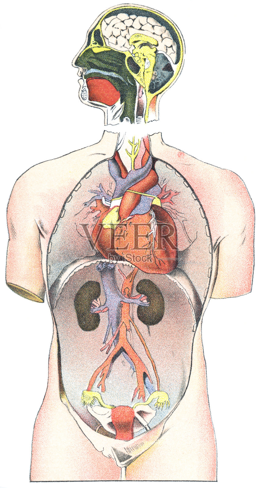 人体解剖的躯干和头部，循环和泌尿系统的医学插图- 19世纪插画图片素材