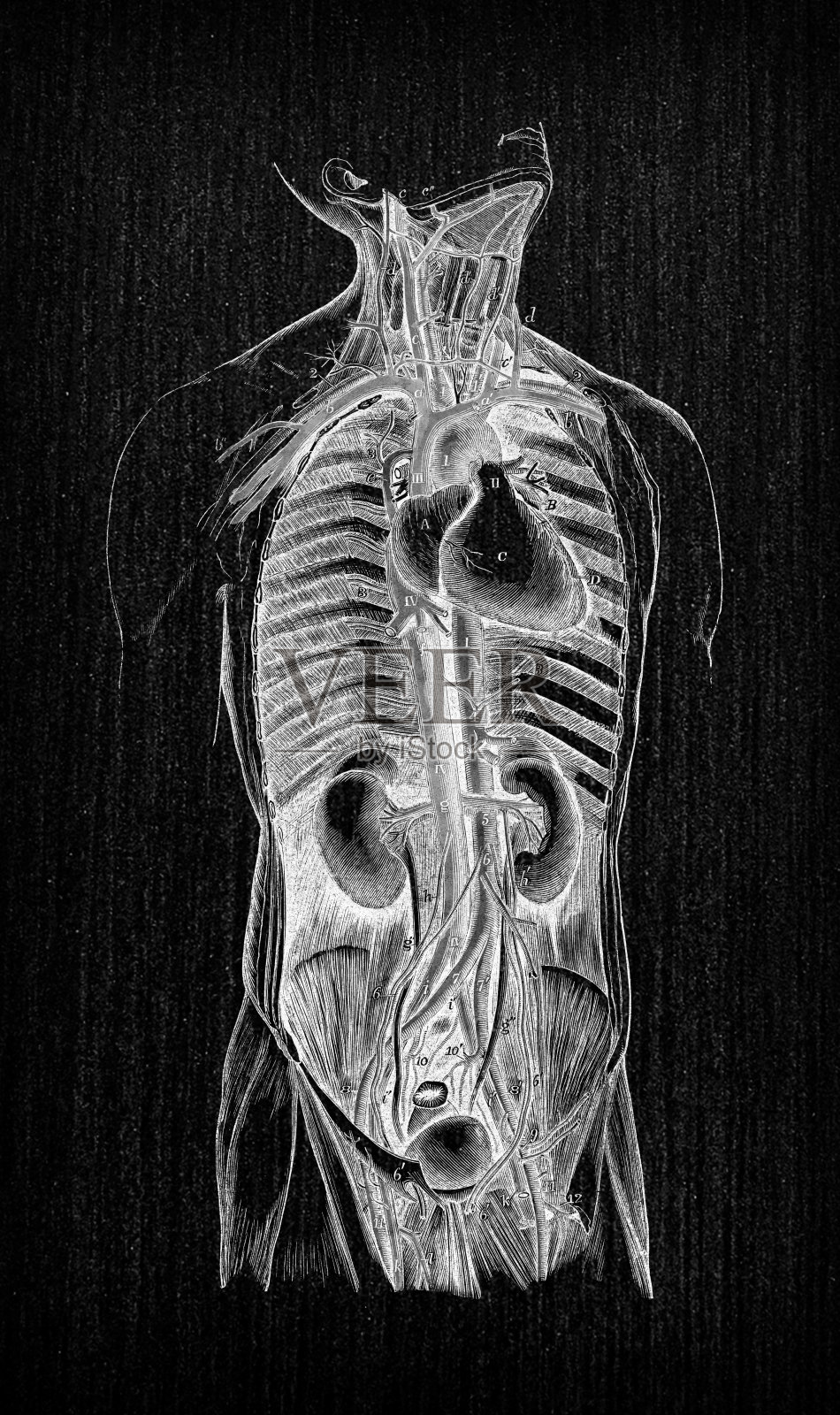 人体解剖学古董插图:器官和静脉/动脉插画图片素材