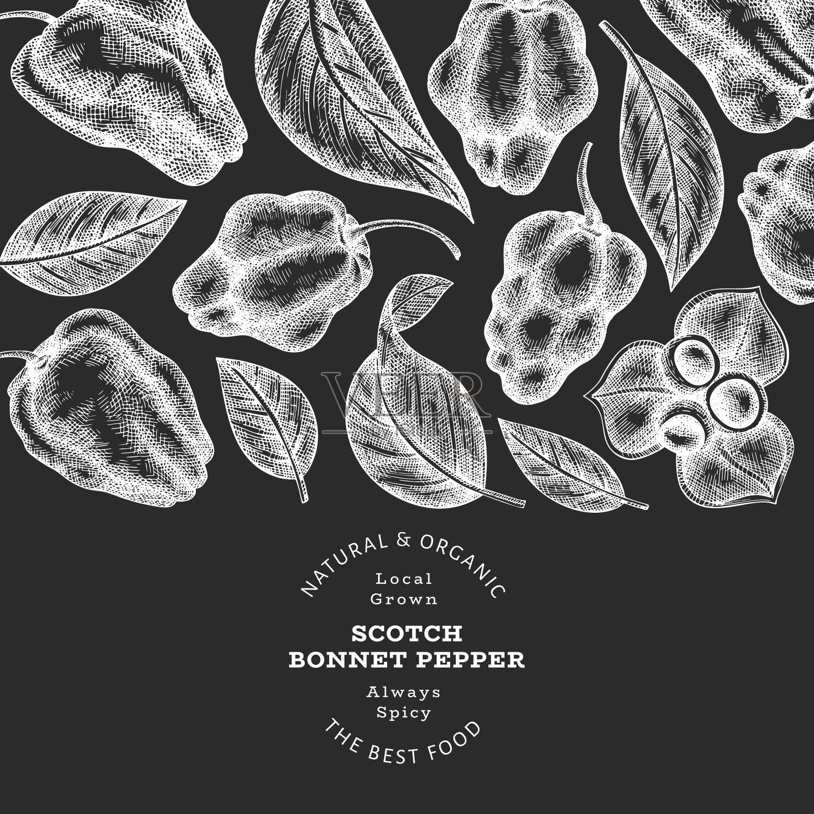 手绘素描风格的苏格兰帽胡椒插画图片素材