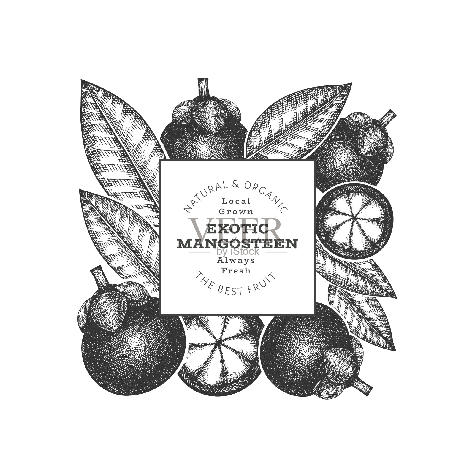 手绘草图风格的山竹图案插画图片素材