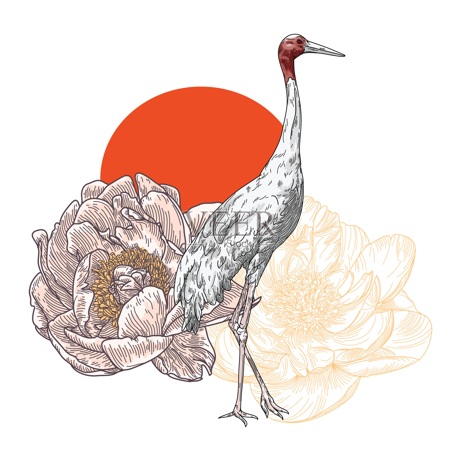 优雅的Sarus鹤鸟和花卉组成插画图片素材